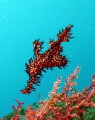 Ghost Pipefish. Lembeh Strait