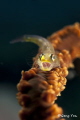 whip goby