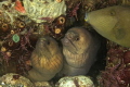 During a muck night dive I was trying to take a family picture of moray eels and hinge beak shrimps when this trigger fish decided to do a photobomb !