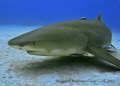 Laying on the Sand,last dive of the trip at Sharks Paradise,The Lemon Sharks come to inspect...