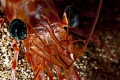 I was on a night dive along the coast of Maui near Kaanapali.  There are some lava flows and tubes in the vicinity and I happened to spot this Candy Cane Shrimp which normally is only found inside the lave tube.  Lucky find. Right place right time.