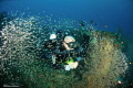 Fesdu wreck, Maldives. rebreather Megalodon, Inspiration. D300, Aquatica housing, 10,5 mm + 2 x inon z240