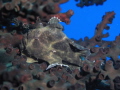Frogfish in laying on Staghorn Coral,Flic en Flac,Mauritius ,Canon G1O