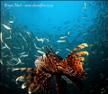 first dive with my new Inon dome port 2... really increased the coverage. dialed down on the f stops , iso 200 and reduced the strobe power to try and reduce back scatter. this was taken on the T barge in Durban - lots of wide angle oppertunities....