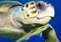 Caretta sea turtle hosting a remora fish.
Two friendly faces

Caretta caretta & Echeneis naucrates