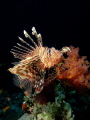 Lion Fish, Taken in Red Sea 2012.