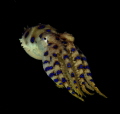 Blue ring octopus. Found yesterday in Lembeh Strait, on the fifth dive, at 22 m.