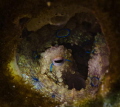 Peek a blue...

Blue ringed octopus peering out of a hole.