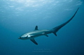 Thresher Shark at Monad Shoal