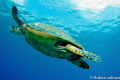 the shot was taken in playa del carmen this winter dic 2011, is a shot of a sea turtle. I took it with natural light