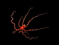 Mimic octopus. Just under the diveboat. 
