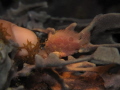 very small juvenile frogfish during a night dive with a finger.