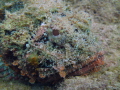 Scorpion Fish waiting for his next meal.