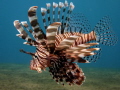 Lionfish hunting on sand.