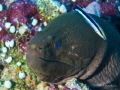 Bad Moray