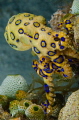 Blue Ringed Octopus