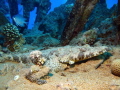 Indian Ocean crocodilefish