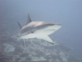 Gray Sharks ran after us in U-long channel!! so Close... - Canon S95