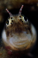 Blenny