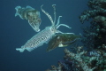 3's A Crowd
Cuttlefish Mating Ritual Feb'12
Nikon D70s / Sea and Sea Housing
Richelieu Rock Surin Andaman Sea Thailand 
Steady upward mid day drift and lucky timing
Low fill flash - no editing applied