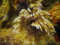 Social Feather Duster @ Crash Boat Beach, Aguadilla, P.R.
Using Intova IC14, Wide Angke Lens and IFRed Filter. Depth 25 feet, vis <20 feet, sunny skies, but the water was full of particles and a strong current South to North