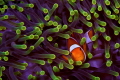 False Clownfish and anemone 