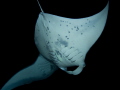 Kona Manta Ray Night Dive