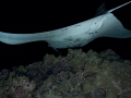 Kona Manta Ray Night Dive