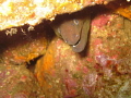 Taken off the shores of Catalina Island, CA in the Pacific Ocean. Hide and seek Moray.