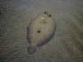 Spiny Flounder on the sandy bottom at 25ft deep in Crash Boat, Aguadilla, P.R.