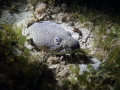 2/202012 Night Dive: Spotted Snake Eel hidding in the sand at Crash Boat, depth 34 feet.