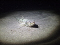 2/202012 Night Dive: Sand Diver in business as usual, depth 28 feet.