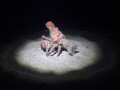 Decorator Crab, Cyclocoeloma tuberculata walking on the sandy bottom, maybe looking for something to eat.