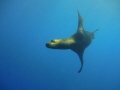 California Sea Lion at the Point dive site ,Cabo san Lucas.shot while freediving.july 2011