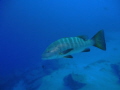 Inquisitive Pacific Dog Snapper at Pelican Rock ,october 2011
Latin : Lutjanus novemfasciatus