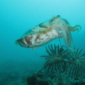 I took this pic at lembeh straits, and a cuttlefish swims trought me and look it mouth.. what interesting this is he just eat a baby rays