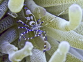 Spotted Cleaner Shrimp--Periclimenes yucatanicus