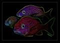 Technicolor Grunt Fish