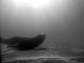 Sea lion at the point.