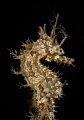 ornate frilled seahorse