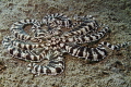 Mimic Octopus