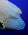 Cheilinus undulatus - Humphead wrasse - Napoleon-Lippfisch - seemed to be attracted by white camera-housing!!! ;
Canon EOS 300D in Aquatica Housing