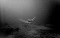 This was taken in 2007 with a first generation Sealife Reef Master Mini. Since then I have not been this close to an Eagle Ray. This shot inspired me to start shooting underwater and upgrade to what I have now. Canon 5dmkII!!