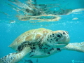 Whilst snorkling in Barbados... I got this lucky shot in amongst all the tourists!