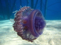 Jelly fish in shark Bay - Sharm El.Sheikh