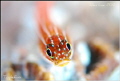 Triplefin.NikonD80,105mmVR.