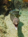 I had some obvious technical problems with this shot, but it's probably my best eel shot in terms of the dramatic pose.  Taken freediving at 15' depth at Mayreau, St. Vincent Grenadines.