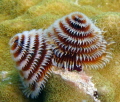 Christmas tree worms on coral