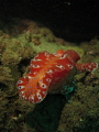 Colourfull nudibranch found close to the glenelg barge wreck off Adelaide. Canon s95 f2.5 iso 100.