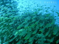 Huge school of fish passing by, was right in the middle of it! Love the way this has turned out as they are moving at speed and has blurred slightly.